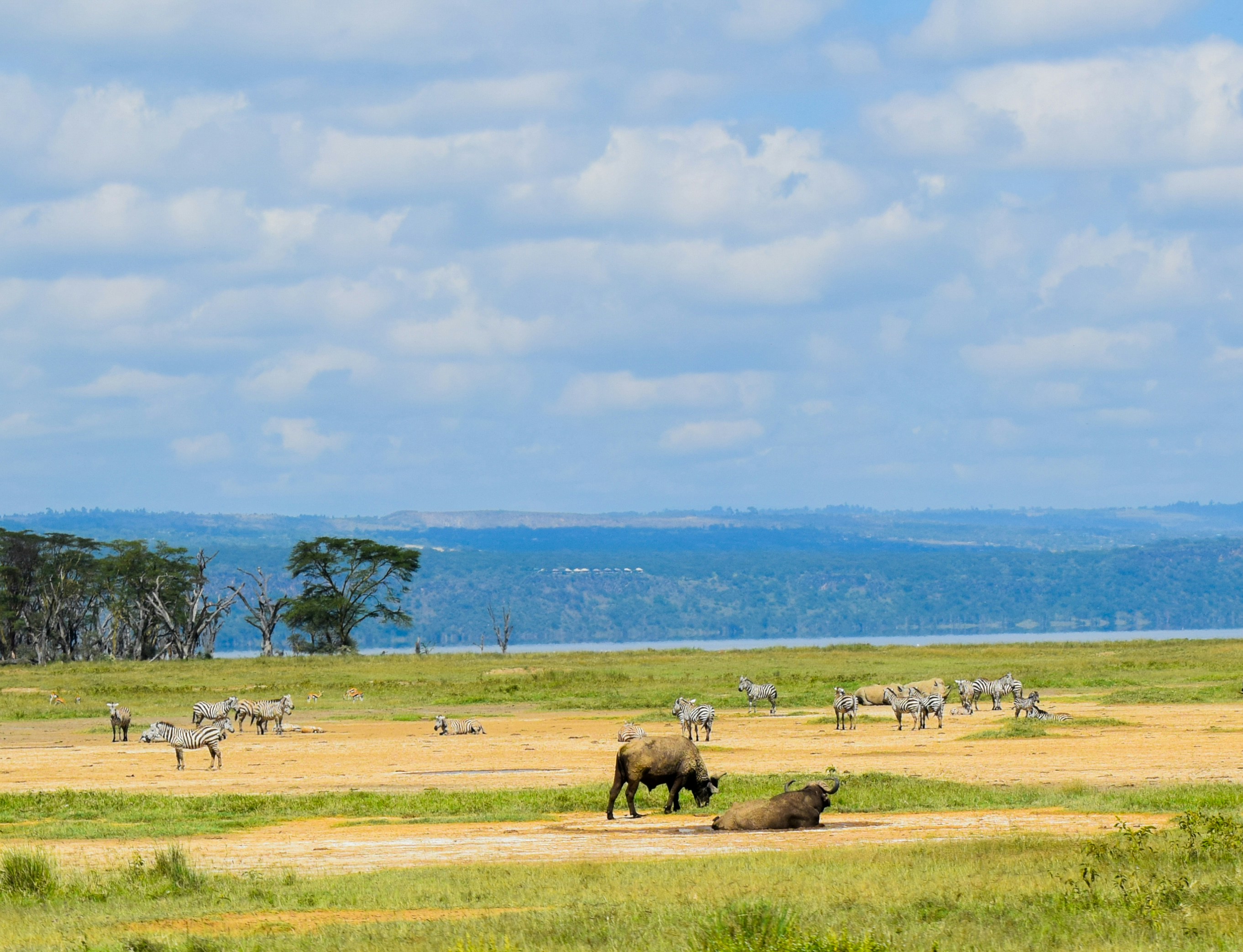 Lake Nakuru flamingos